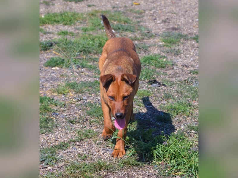 TILLY - sportliche, junge Hündin sucht Familie