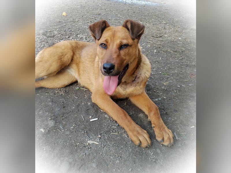 TILLY - sportliche, junge Hündin sucht Familie