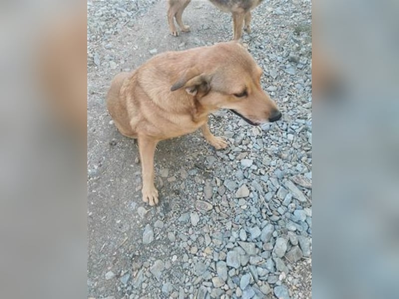 LILLI sucht ein liebes Zuhause