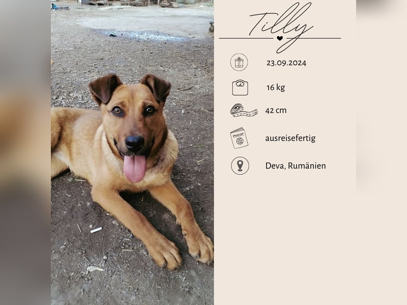 TILLY - sportliche, junge Hündin sucht Familie