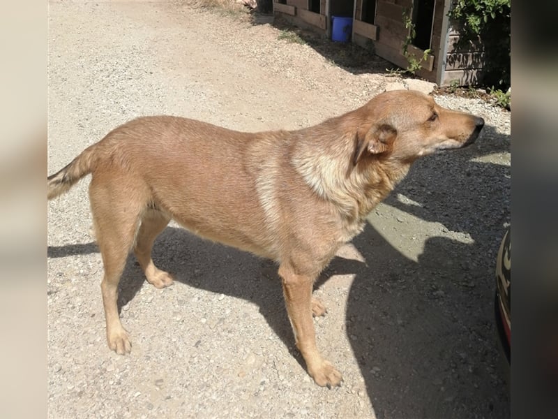 LILLI sucht ein liebes Zuhause