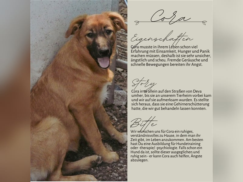 CORA sucht ein sehr ruhiges Zuhause