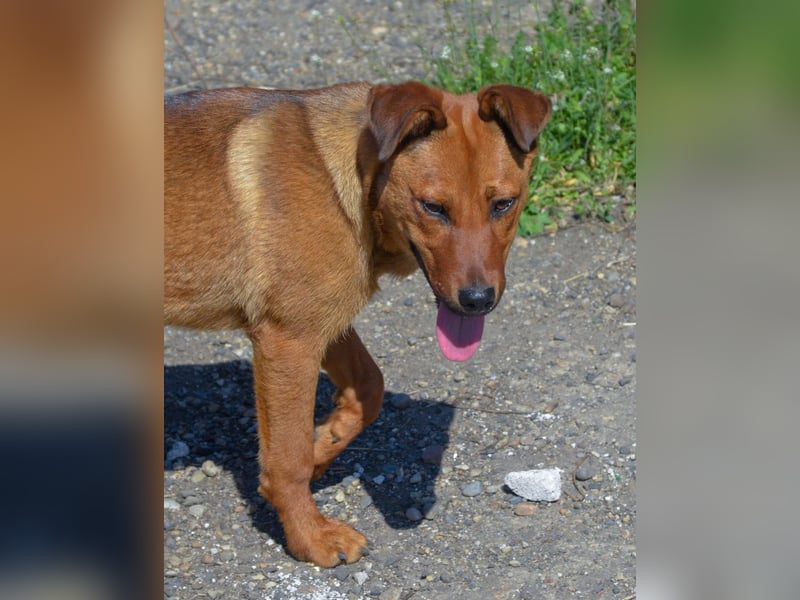 TILLY - sportliche, junge Hündin sucht Familie