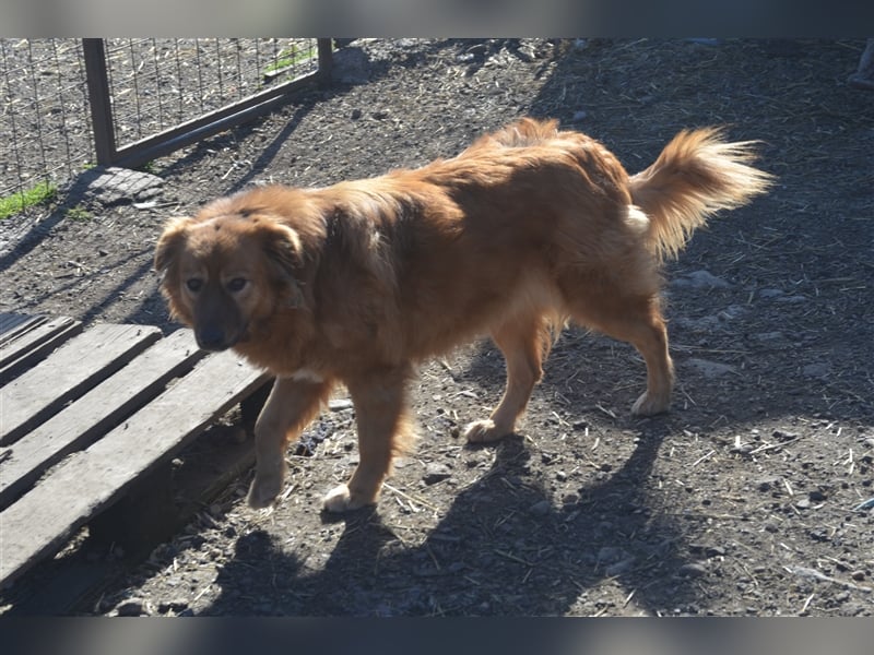 CORA sucht ein sehr ruhiges Zuhause