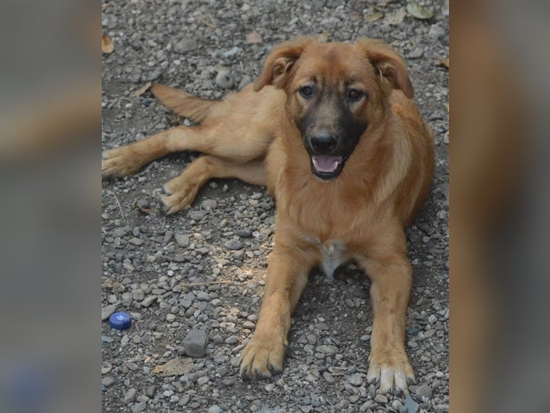 CORA sucht ein sehr ruhiges Zuhause