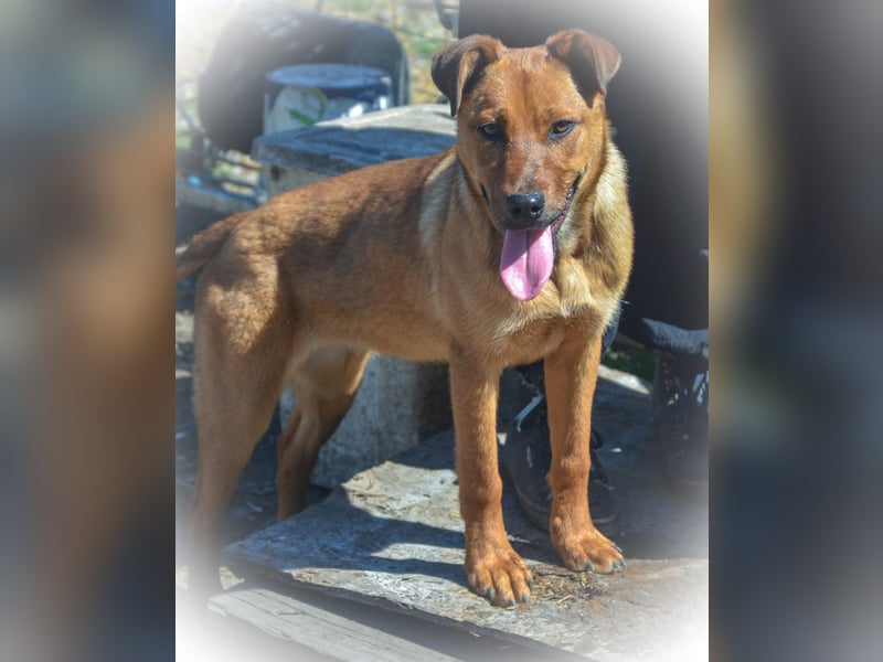 TILLY - sportliche, junge Hündin sucht Familie