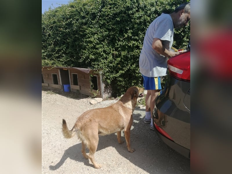 LILLI sucht ein liebes Zuhause