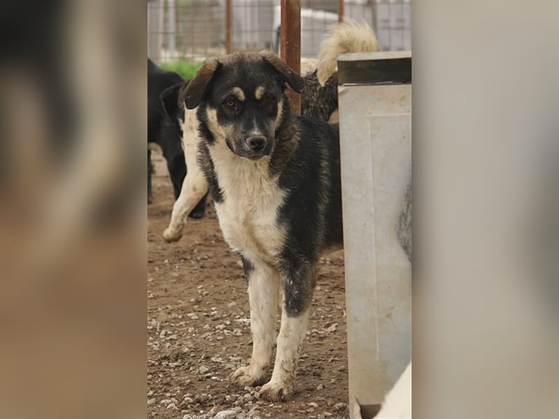 Susi, geb. ca. 09/2022, lebt in GRIECHENLAND, im städt. Tierheim Serres