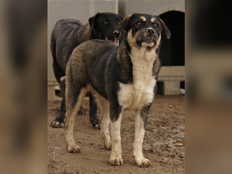 Susi, geb. ca. 09/2022, lebt in GRIECHENLAND, im städt. Tierheim Serres