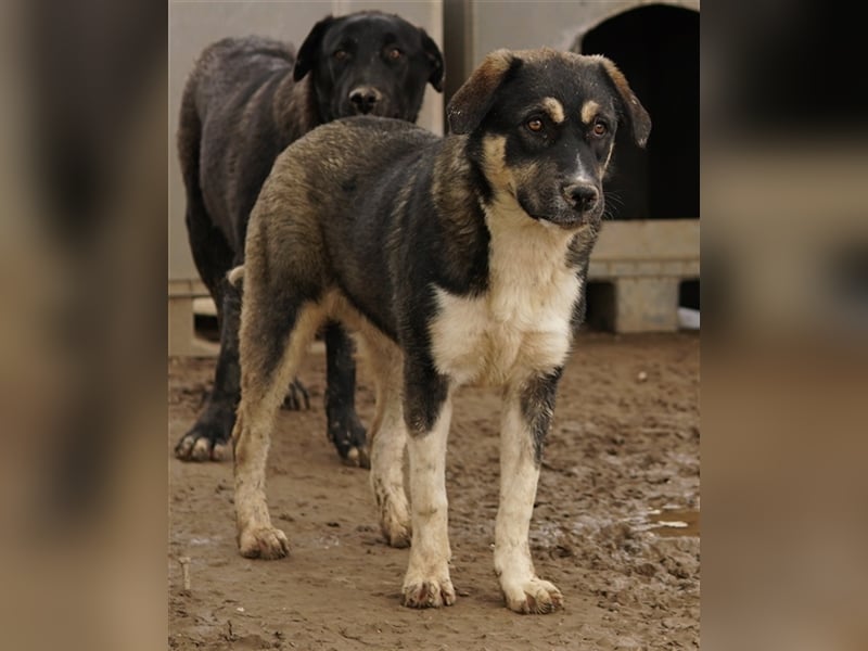 Susi, geb. ca. 09/2022, lebt in GRIECHENLAND, im städt. Tierheim Serres