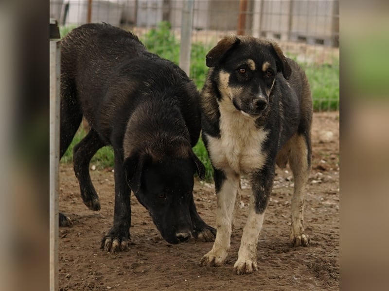 Susi, geb. ca. 09/2022, lebt in GRIECHENLAND, im städt. Tierheim Serres