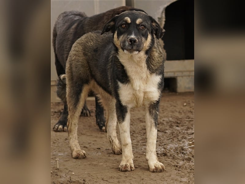 Susi, geb. ca. 09/2022, lebt in GRIECHENLAND, im städt. Tierheim Serres