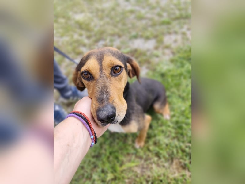 Liebenswerte Cleo aus Griechenland sucht ihr Glück