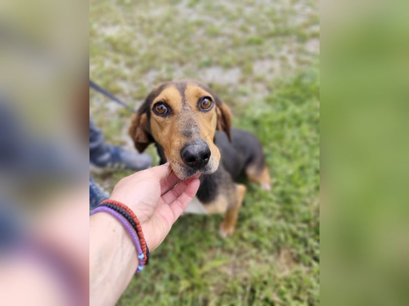 Liebenswerte Cleo aus Griechenland sucht ihr Glück