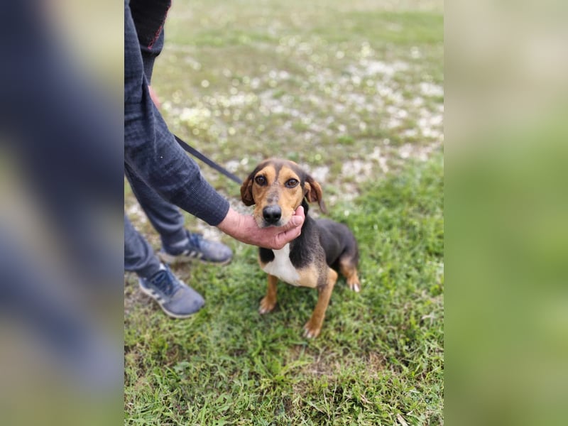 Liebenswerte Cleo aus Griechenland sucht ihr Glück
