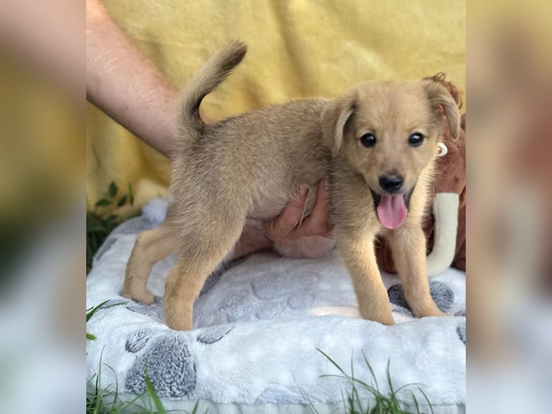 SAMANDA - Ein kleines Hundemädchen sucht ihr Glück