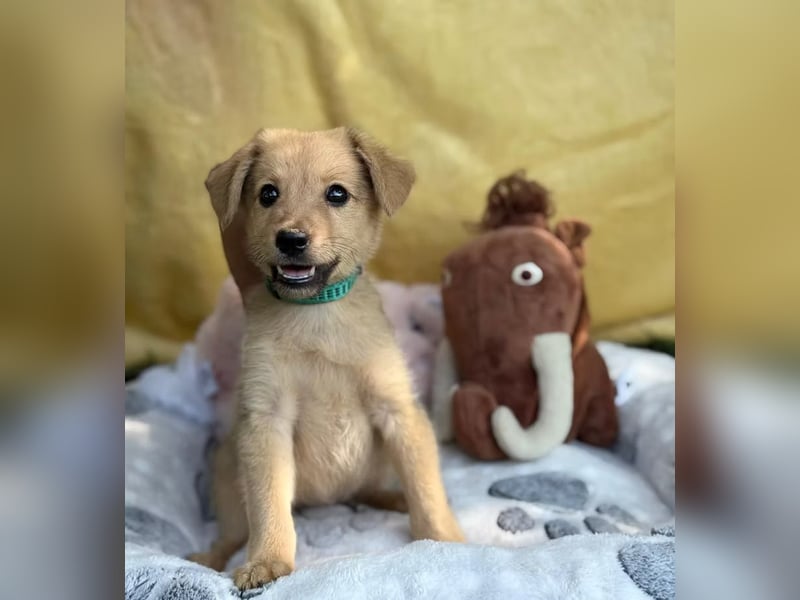 SAMANDA - Ein kleines Hundemädchen sucht ihr Glück