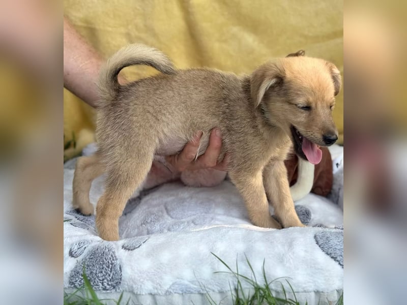 SAMANDA - Ein kleines Hundemädchen sucht ihr Glück