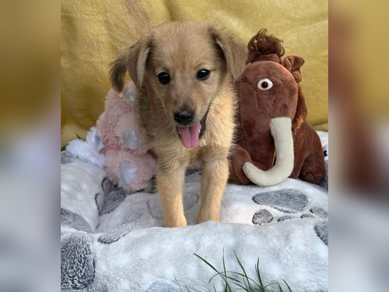 SAMANDA - Ein kleines Hundemädchen sucht ihr Glück