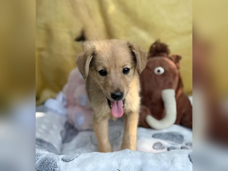 SAMANDA - Ein kleines Hundemädchen sucht ihr Glück