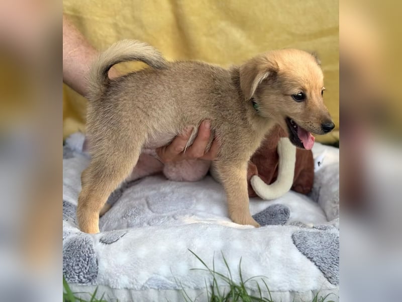 SAMANDA - Ein kleines Hundemädchen sucht ihr Glück