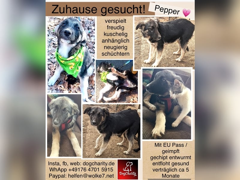 Pepper