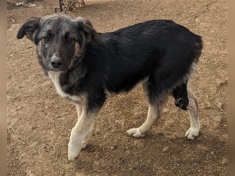 Pepper