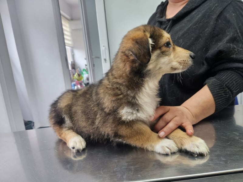 LOTTI sucht ein Zuhause