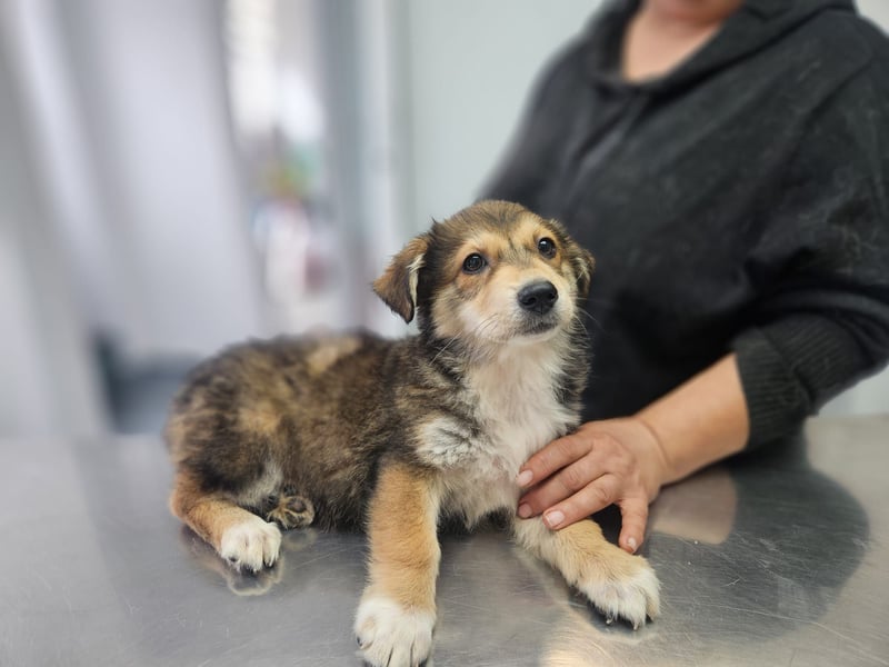 LOTTI sucht ein Zuhause