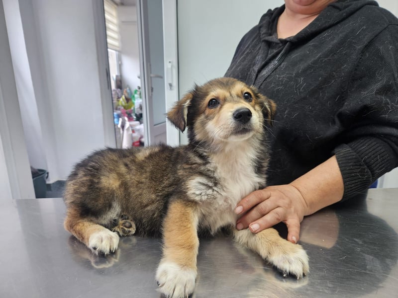 LOTTI sucht ein Zuhause