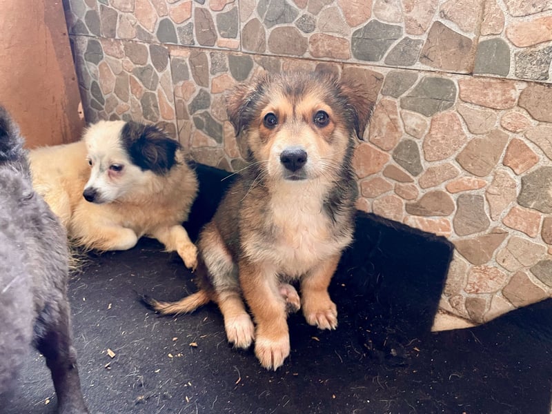LOTTI sucht ein Zuhause