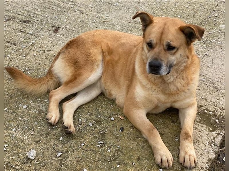 Macarena, geb. ca. 06/2019, lebt in GRIECHENLAND, im städt. Tierheim Serres
