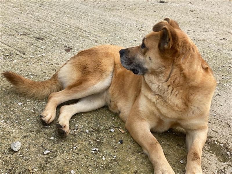 Macarena, geb. ca. 06/2019, lebt in GRIECHENLAND, im städt. Tierheim Serres