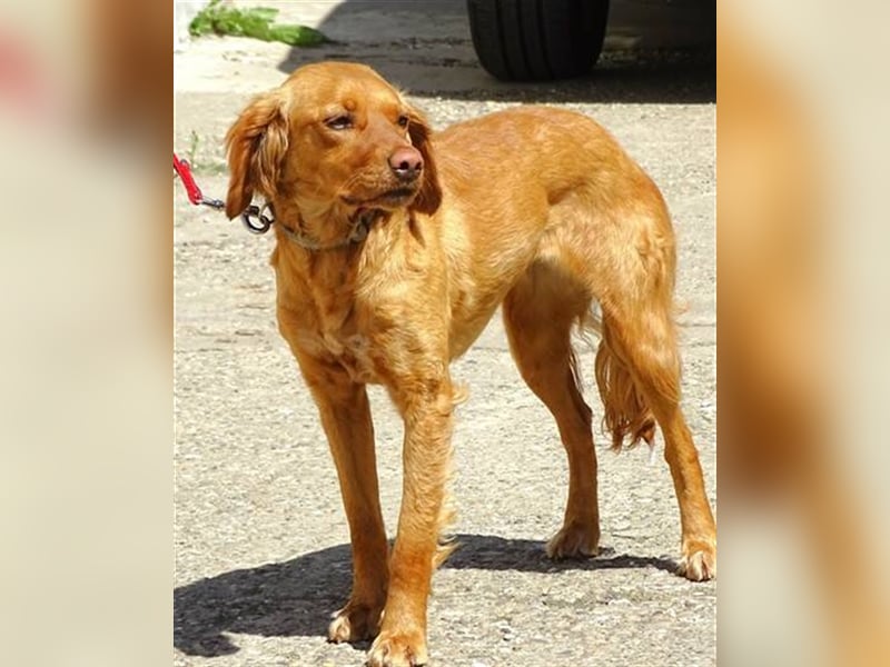 Kim, Setter Mischling