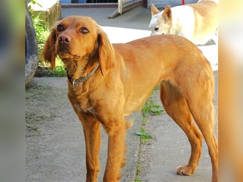 Kim, Setter Mischling