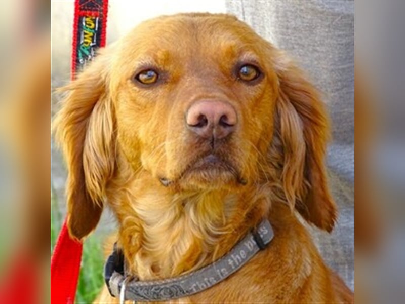 Kim, Setter Mischling