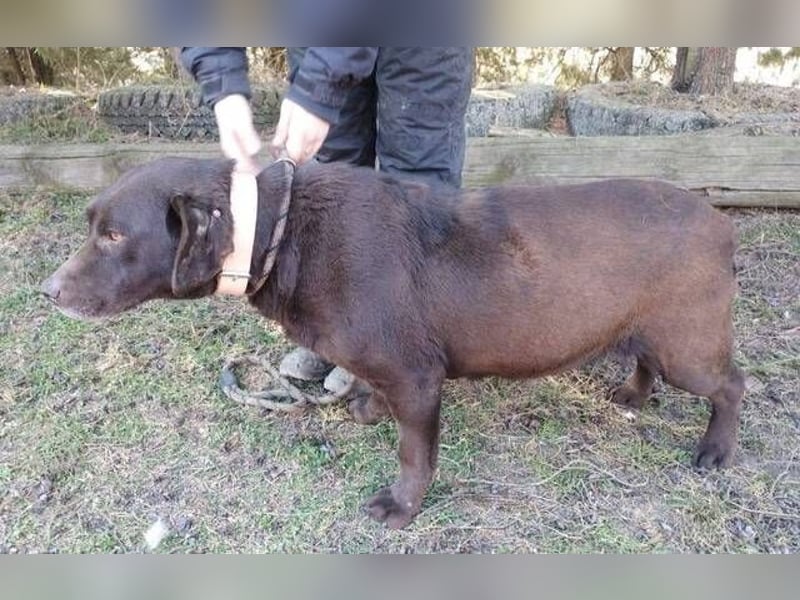 Bonnie, Mini Labrador Mischling