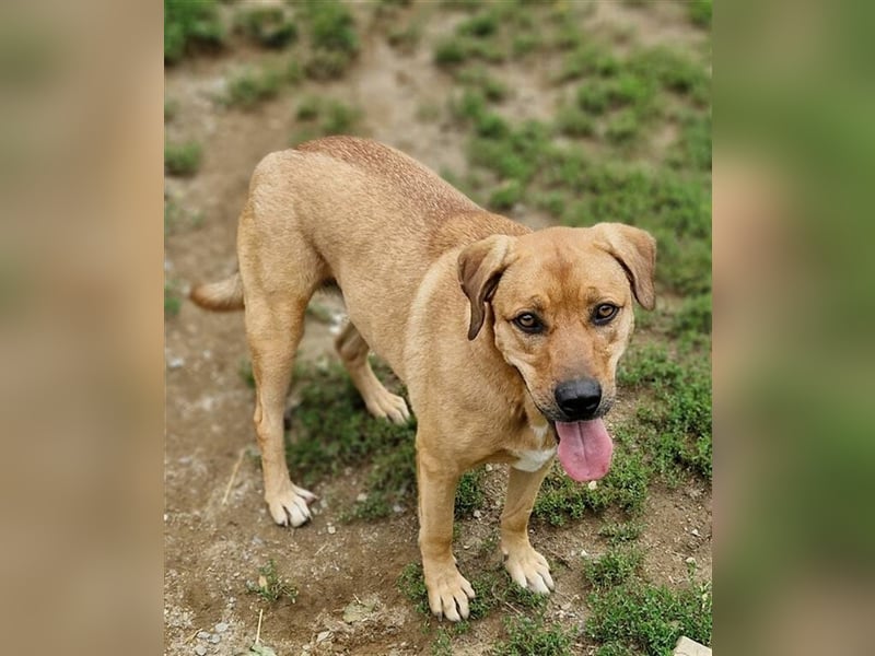 Daisy, Rhodesian Ridgeback Mischling