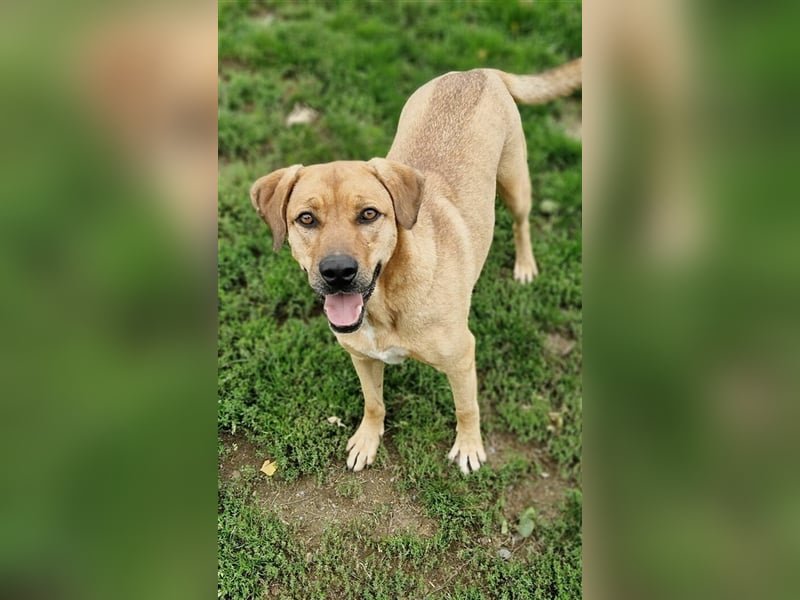 Daisy, Rhodesian Ridgeback Mischling