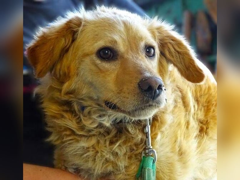 Lola 2, Mischling