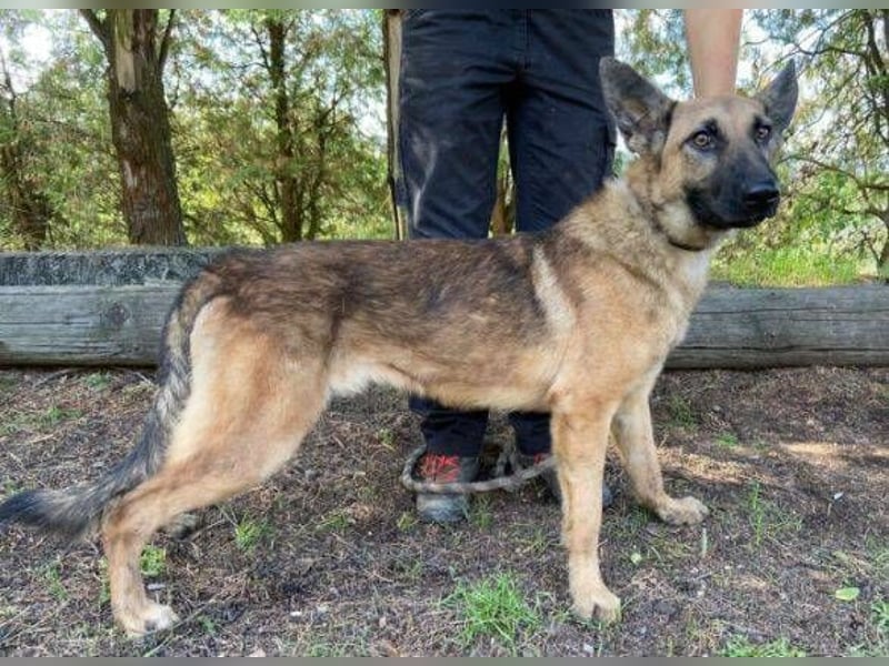 Thea2, Schäferhund Mischling