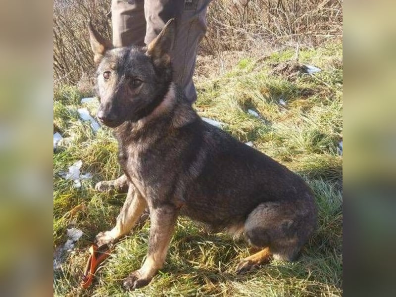 Zoya, Schäferhund Mischling