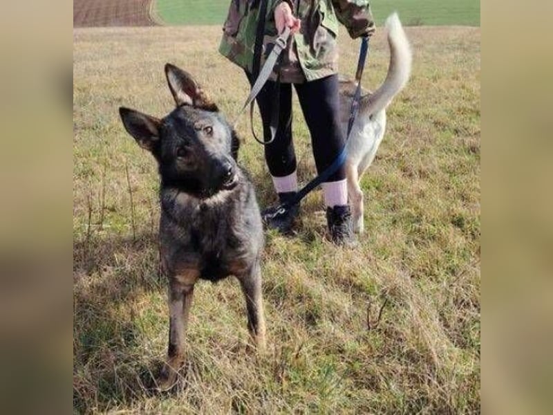 Zoya, Schäferhund Mischling