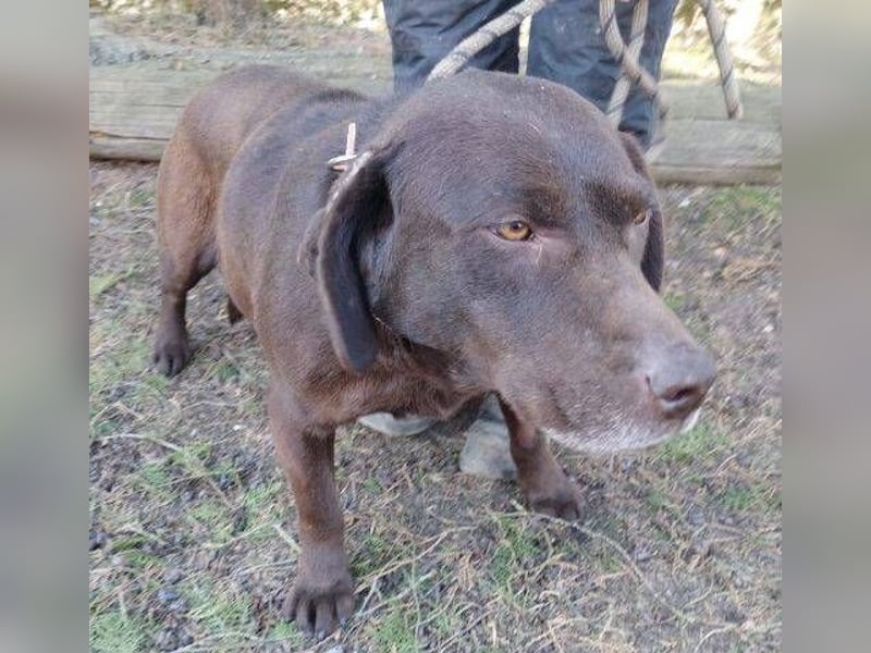 Bonnie, Mini Labrador Mischling