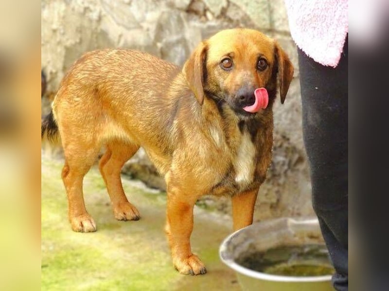 Jeane, Mischling