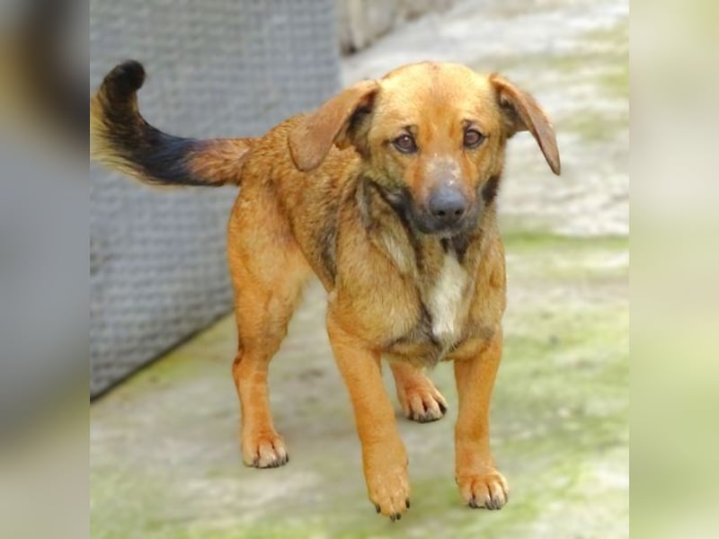 Jeane, Mischling