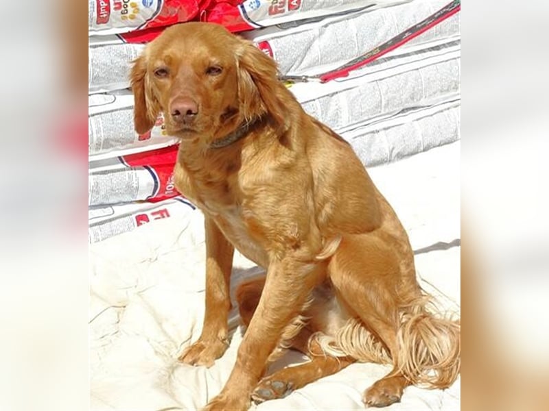 Kim, Setter Mischling