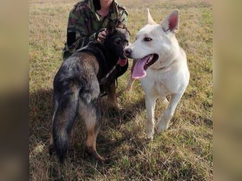 Zoya, Schäferhund Mischling