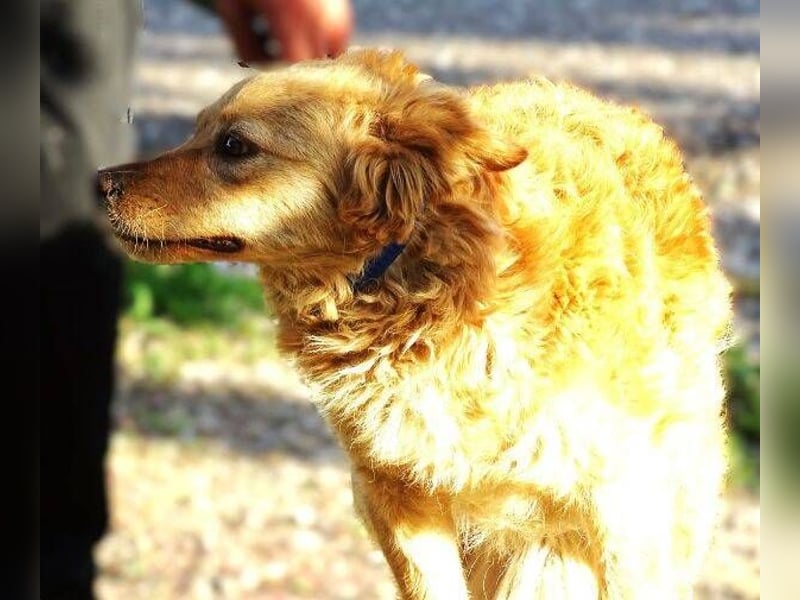 Lola 2, Mischling