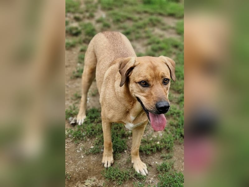 Daisy, Rhodesian Ridgeback Mischling